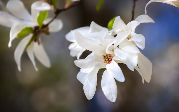 Zdjęcie magnolia