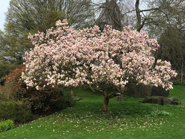 Magnolia