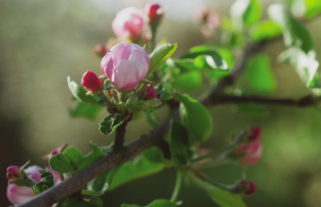 Magnolian wiosna kwiat natura wiosna kwitnące drzewa kwiaty