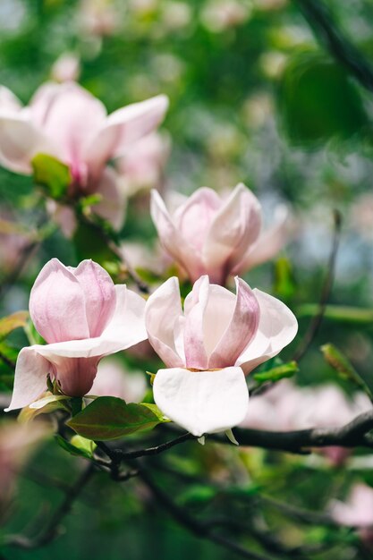 Zdjęcie magnolie na drzewie w ogrodzie