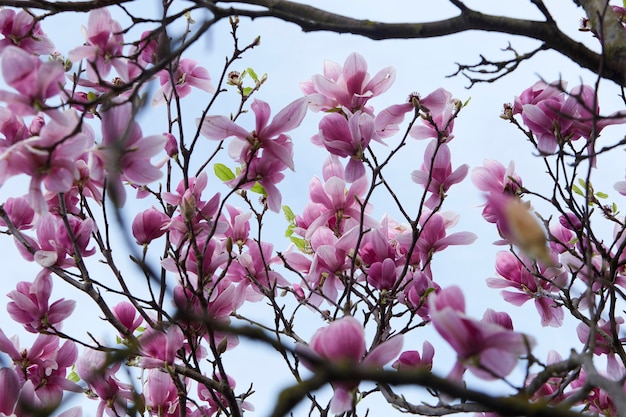 Zdjęcie magnolie pełne pięknych kwiatów