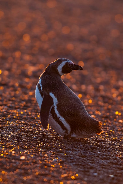 Maguellanic Penguin na plaży o zachodzie słońca, półwysep Valdes, Patagonia, Argentyna