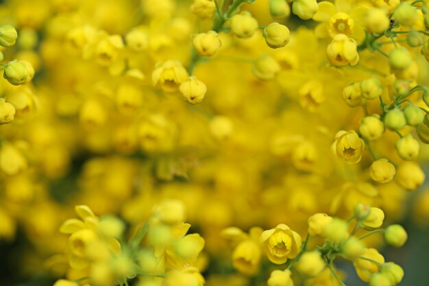 Mahonia aquifolium