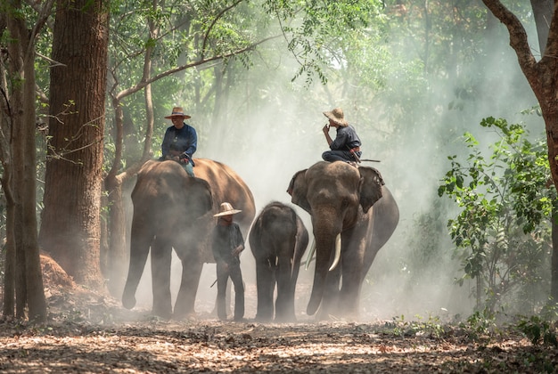 Mahout ze słoniami w wiosce słoni Tajlandii