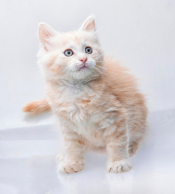 Maine Coon Cat