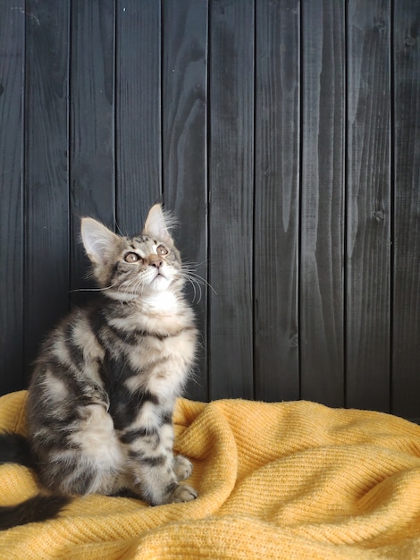 Maine Coon Figlarka Kłama Na żółtym Pulowerze Przeciw Czarnej ścianie, Selekcyjna Ostrość