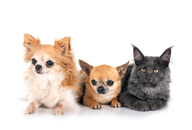 Maine coon i chihuahua