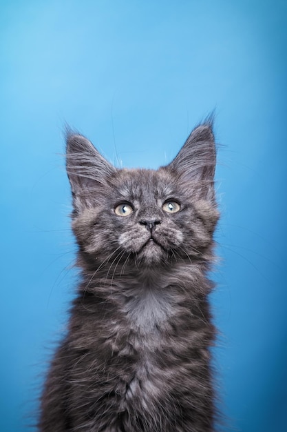 Maine Coon Kitten na niebieskim tle Portret kota w studio