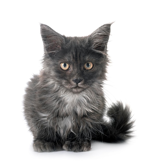 maine coon kitten