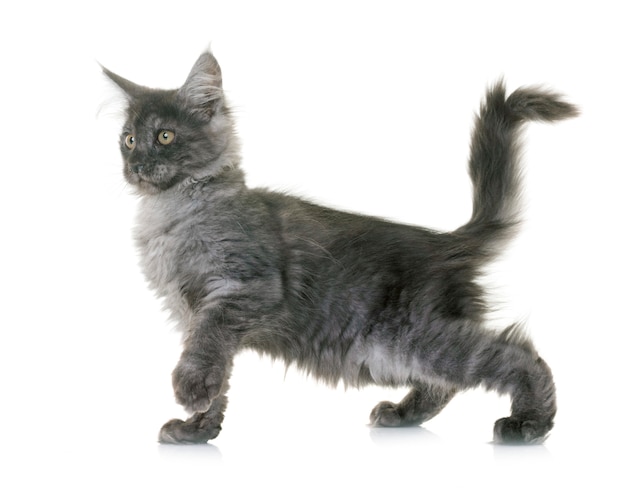 Maine Coon Kitten