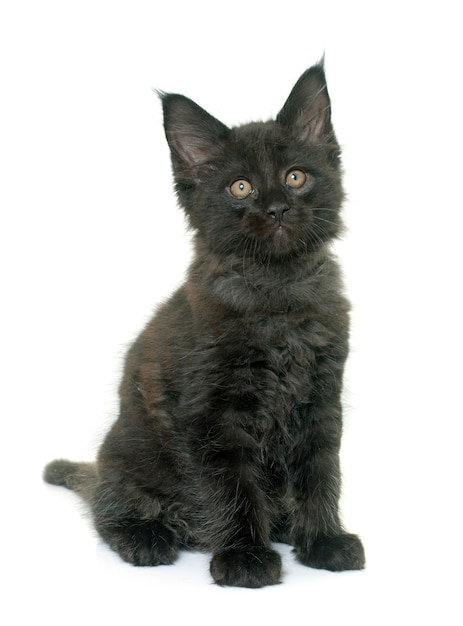 Maine Coon Kitten