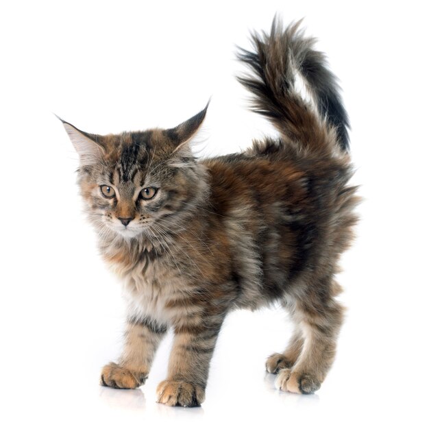 Maine Coon Kitten