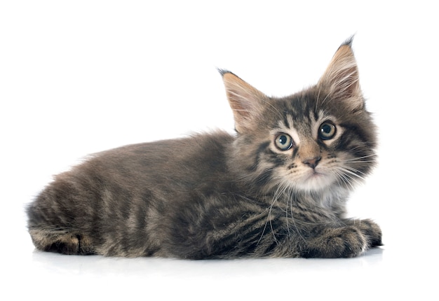 Maine Coon Kitten