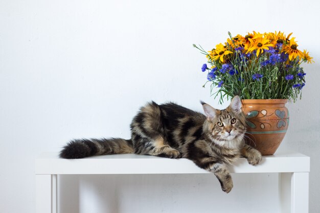 Maine Coon Kociak Siedzi Na Białej Konsoli Obok Wazy Z Pomarańczowymi I Niebieskimi Kwiatami Na Białej ścianie