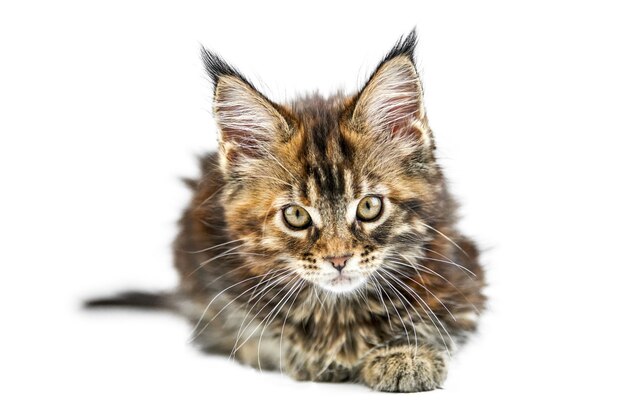 Maine coon kot na białym tle