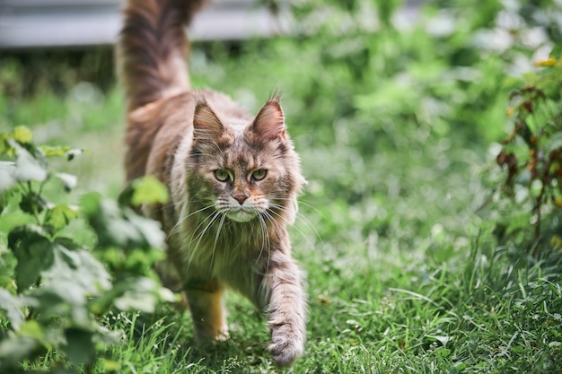Maine coon kot w ogrodzie. Dorosły kot ładny spacer po trawie w parku. Duża rasa kotów dla domowej miłości i uczucia.