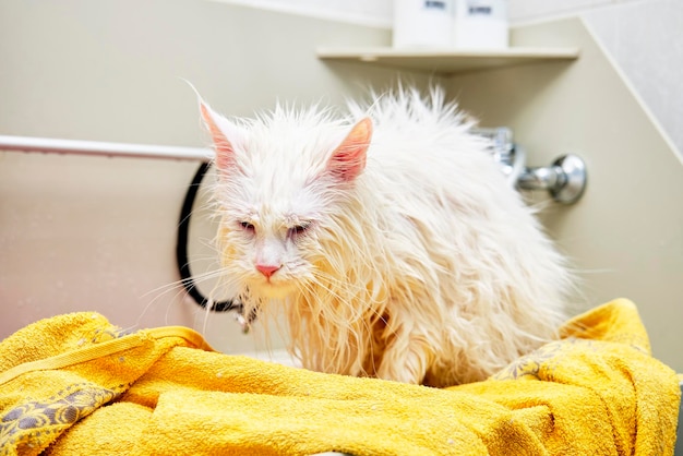 Maine Coon kot z mokrym futrem w łazience dla zwierząt