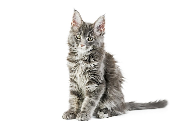 Maine coon kotek izolowany uroczy maine-coon kot na białym tle mały zabawny czystej rasy kot szary