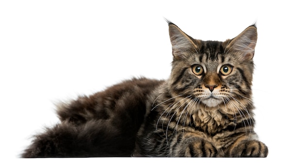 Maine Coon leżący przed białą ścianą