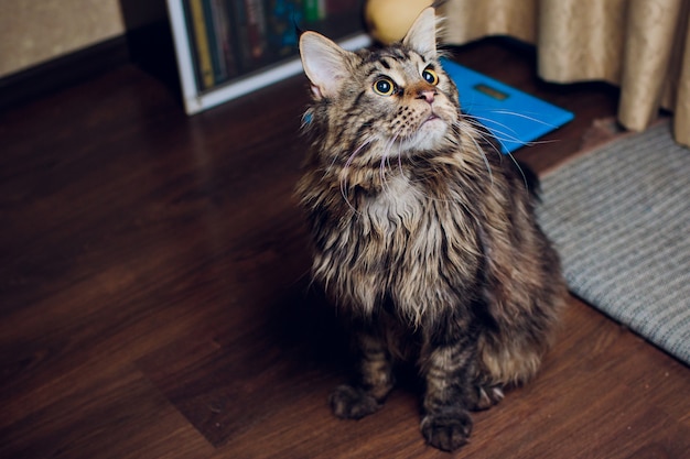 Maine Coon. Największy Kot Duży Kot Maine Coon