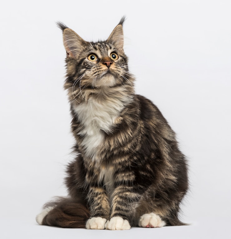 Zdjęcie maine coon przed białą ścianą