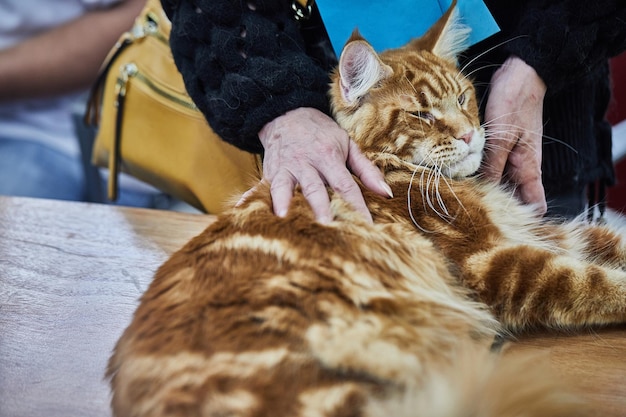 Maine Coon to rodzima rasa kotów amerykańskich charakteryzująca się dużymi rozmiarami i imponującą masą ciała