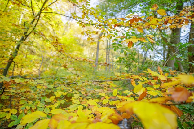 Majestatyczna natura. Kolorowe jesienne liście, złoty idylliczny upadek pozostawia tło łąki w słońcu