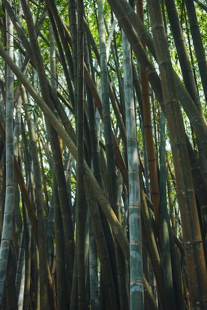 Zdjęcie majestatyczne piękno wzrostu bambusa w naturalnym parku