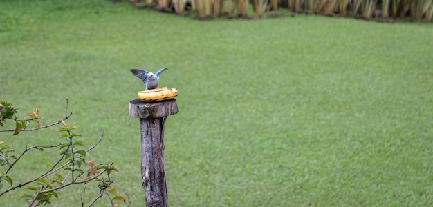 Majestatyczny Bluebird Thraupis episcopus rozkłada skrzydła, by skubać banana w naturalnym otoczeniu