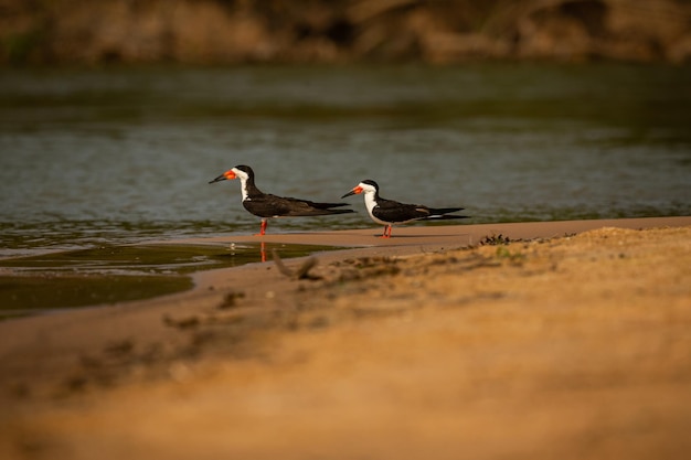 Majestatyczny I Kolorowy Ptak W Naturalnym środowisku Ptaki Z Północnego Pantanal Dzikie Brazylijskie Dzika Brazylijska Przyroda Pełna Zielonej Dżungli Południowoamerykańska Przyroda I Dzikość