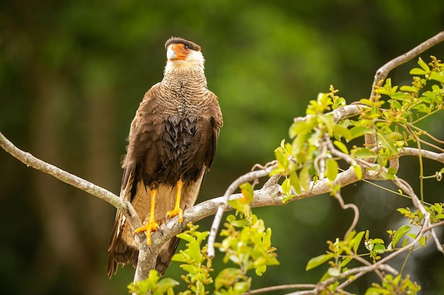 Majestatyczny i kolorowy ptak w naturalnym środowisku Ptaki z północnego Pantanal dzikie brazylijskie dzika brazylijska przyroda pełna zielonej dżungli południowoamerykańska przyroda i dzikość