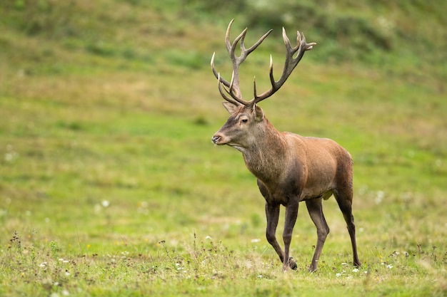 Majestatyczny jeleń Jeleń chodzenie na łące w jesiennej naturze.