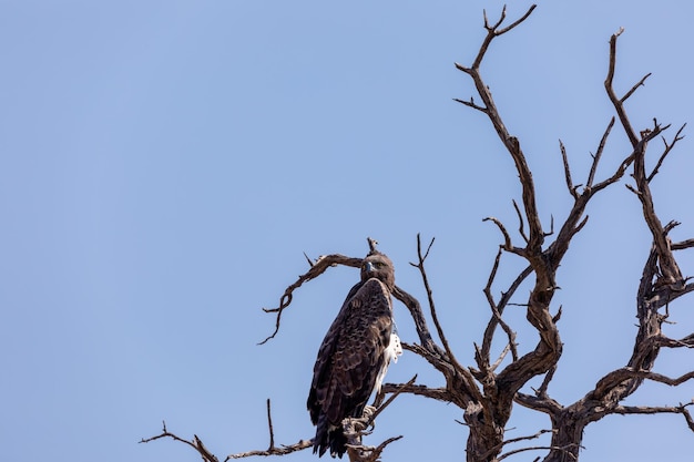 Majestatyczny orzeł walki siedzący na martwym drzewie Namibia Afryka safari dzika przyroda