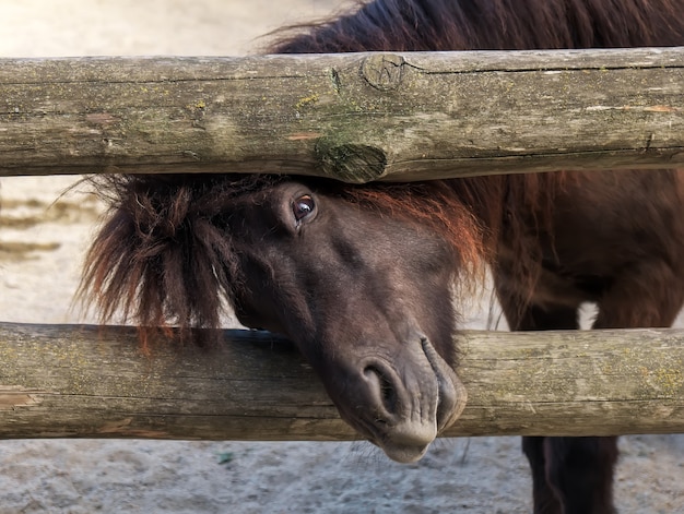 Majestic Brown Horse Patrząc Przez Płot. Zabawna Sytuacja. Piękne Zwierzę