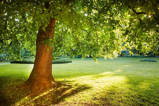 Majestic Tree przeciw słońcu podczas wschodu słońca