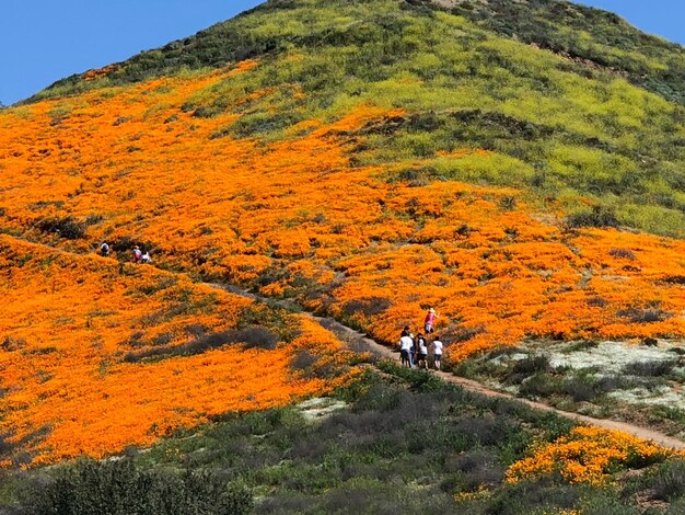 Zdjęcie mak i dzikie kwiaty kwitnące w południowej kalifornii