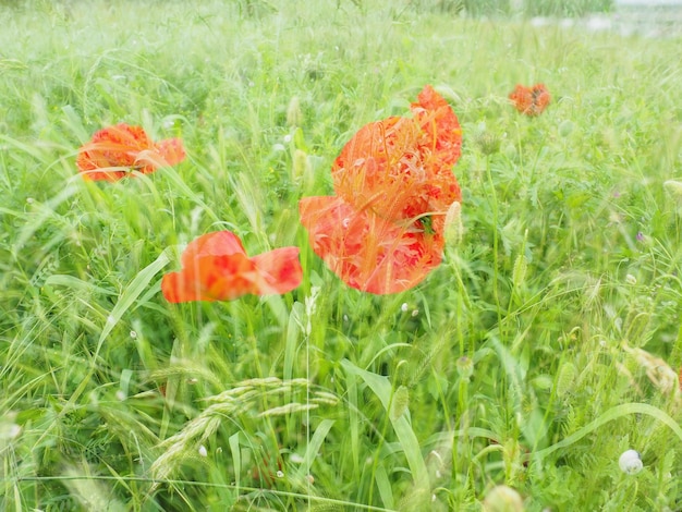 Mak polny dziki mak ognia kwiat Papaver rhoeas mak jednoroczne zioło gatunki z rodzaju Papaver Mak z rodziny Papaveraceae Czerwone kwiaty w zielonej trawie