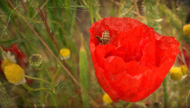 Mak zwyczajny Papaver rhoeas i pszczoła