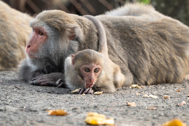Makak formozański Formozańska małpa skalna nazywana również na wolności makakiem tajwańskim