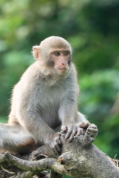 Makak formozański Formozańska małpa skalna nazywana również na wolności makakiem tajwańskim