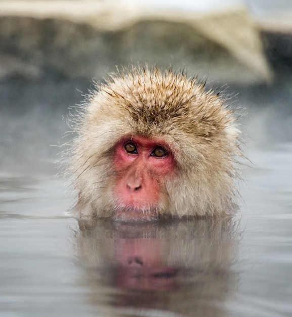 Makak Japoński Siedzi W Wodzie W Gorącym źródle. Japonia. Nagano. Jigokudani Monkey Park.