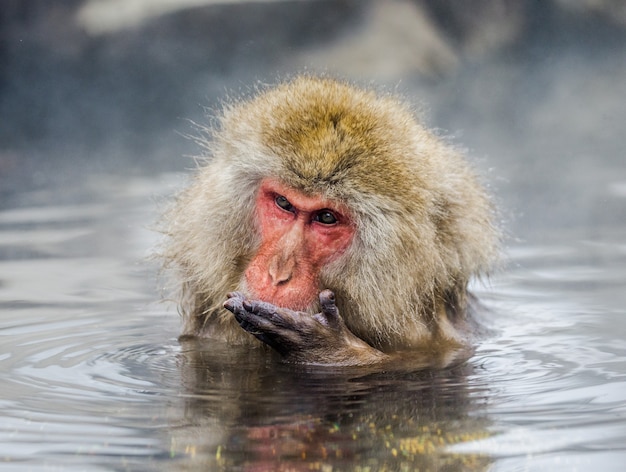 Makak japoński siedzi w wodzie w gorącym źródle. Japonia. Nagano. Jigokudani Monkey Park.