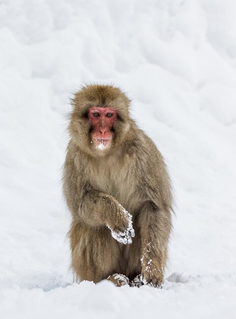 Makak Japoński Stoi Na Tylnych łapach W śniegu. Japonia. Nagano. Jigokudani Monkey Park.