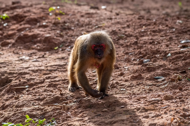 Makak zwyczajny, Makak niedźwiadkowy (Macaca arctoides)