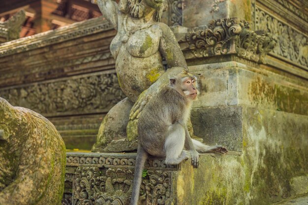 Makaki długoogoniaste Macaca fascicularis w Sacred Monkey Forest, Ubud, Indonezja.