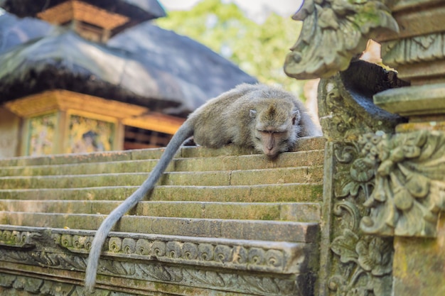 Makaki długoogoniaste Macaca fascicularis w Sacred Monkey Forest, Ubud, Indonezja.