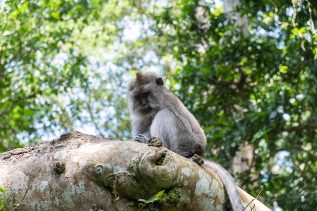 Makaki długoogoniaste Macaca fascicularis w Świętym Małpim Lesie Ubud Indonezja