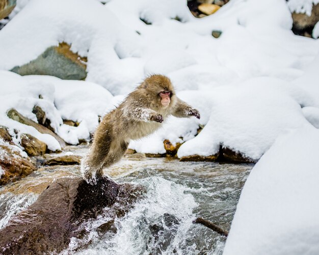 Makaki japońskie skaczą przez małą rzekę. Japonia. Nagano. Jigokudani Monkey Park.