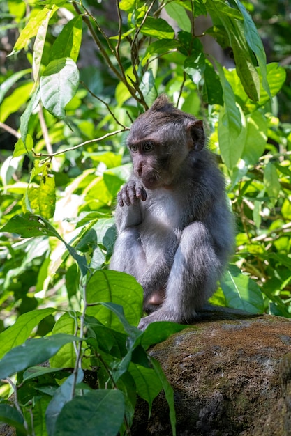 Makaki krabowe Macaca fascicularis lat w Monkey Forest w Ubud Bali, Indonezja