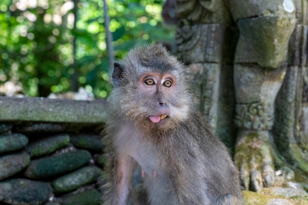 Makaki krabowe Macaca fascicularis lat w Monkey Forest w Ubud Bali, Indonezja